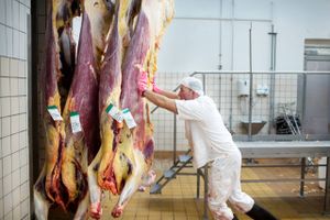 Konkurrenterne er klar til hurtigt at overtage slagtningerne fra den konkursramte Skare-koncern. Himmerlandskød er ved at åbne et nyt stort slagteri, som nu kan skrue hurtigt op for produktionen. 