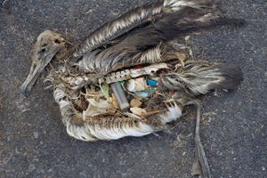 Industri, miljøorganisation og den danske regering går til kamp mod plastaffaldet.