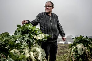I løbet af en uge får op mod 400.000 forbrugere et måltid tilberedt fra en kasse med alle råvarer.