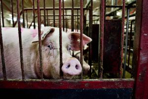 Faldende priser på blandt andet svinekød gør livet svært for landmænd, hvis situation minder om den græske.