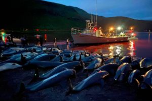 Det er »totalt uacceptabelt«, at 1.423 delfiner søndag blev offer for en storstilet nedslagtning på Færøerne, mener øgruppens største fiskeeksportør, Bakkafrost.