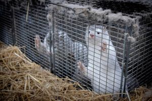 Tæt på alle ansøgninger, Fødevarestyrelsen har fået om minkavl, har været fra virksomheder, som vil lukke.