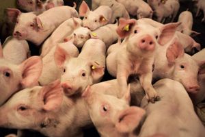 Produktionen af grise samles på stadig færre farme, som til gengæld bliver større og større. I år ventes produktion af grise i Danmark at nå det højeste niveau nogensinde.