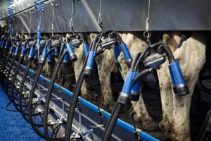 For første gang i mange år falder Arlas produktion af mælk. Landmænd i hele Europa giver i disse måneder op, slagter køerne og lukker produktionen efter flere års krise.