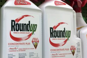Hos fagforeningen 3F ønsker man et totalt forbud mod Roundup, efter en tidligere skadedyrsbekæmper har fået medhold i, at ukrudtsmidlet har forårsaget hans kræftsygdom.
