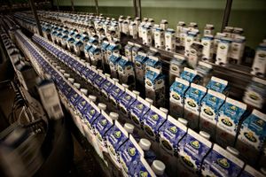 Arla fortsætter med at hæve salgspriserne, og fra næste uge når mælkeafregningen til landmændene op på det højeste niveau nogensinde. Alligevel fortsætter produktionen af mælk med at falde.