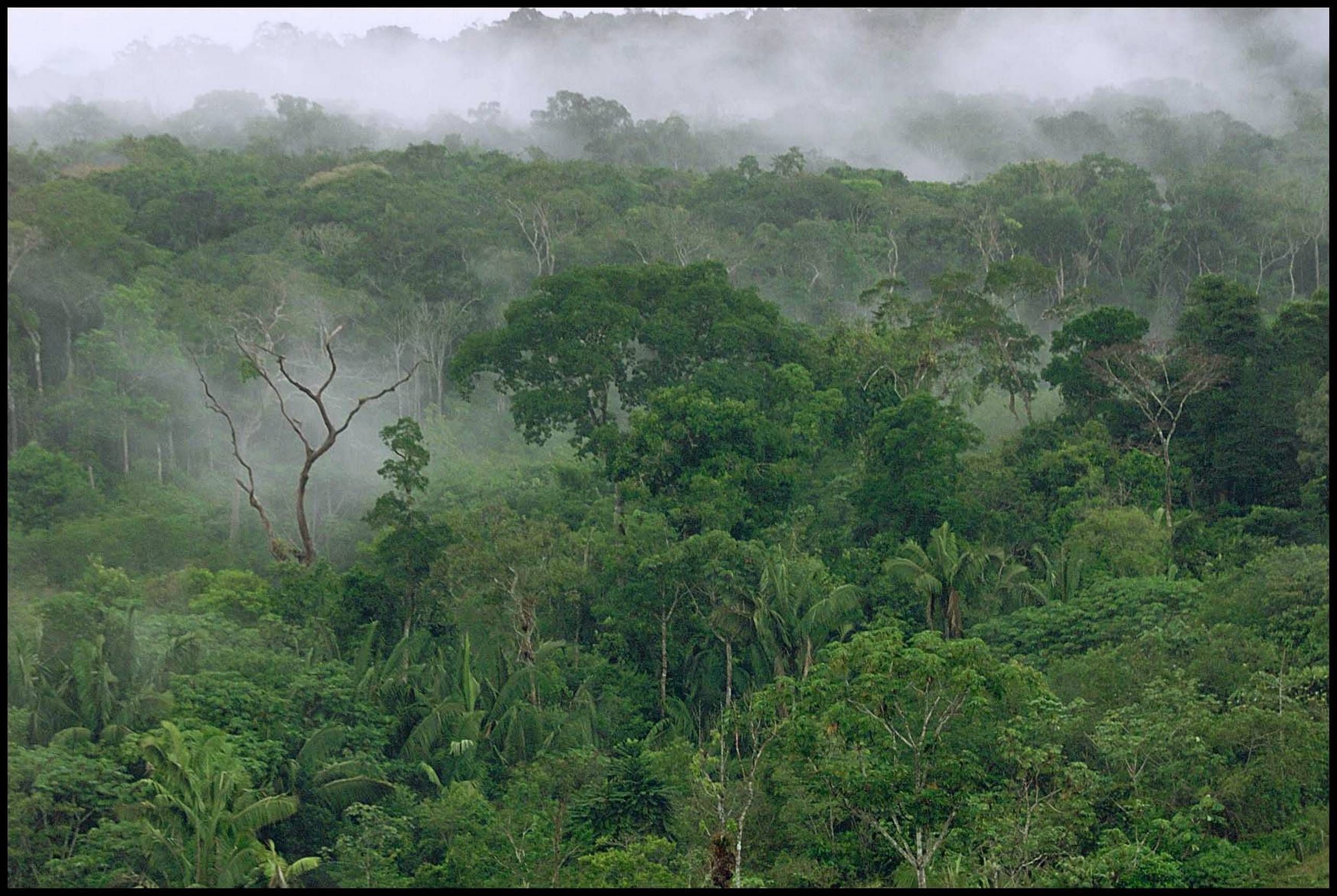 How Americans' love of is helping destroy the Amazon rainforest