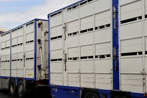 Transporter af kvæg og svin kan blive afvist, hvis der er udsigt til temperaturer på 30 grader og derover. 