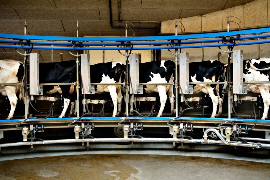 Arla varsler nu det største fald i mælkeafregningen nogensinde. Faldet skyldes blandt andet, at de inflationsramte forbrugere spænder livremmen ind og reducerer indkøbet af mejerivarer.