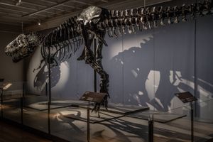 I sine velmagtsdage vejede dinosauren omkring 7-8 tons.
