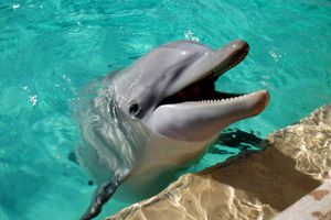 Rejsegiganten Expedia vil ikke længere sælge rejser, der inkluderer ture til parker med delfiner eller hvaler i fangenskab.