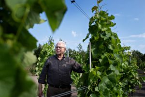 Niels Laurits Thygesen, der runder 80 år, har hele arbejdslivet været aktiv i den danske tekstilindustri. Nu bruges en del af tiden på et hobby-vinbrug ved hjemmet i Ikast. Foto: Brian Karmark. 