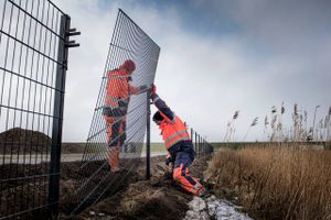 Naturstyrelsen er igang med at sætte et halvanden meter højt hegn op, som skal sikre vildsvins indtrængen i Danmark.