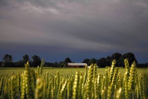 Arkivfoto: Carsten Snejbjerg/Polfoto