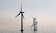 Jyske Bank vil købe en vindmølle for at blive CO2-neutral fra næste år. Foto: Finn Frandsen