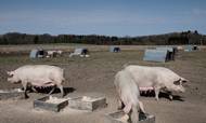 Produktionen af økologiske grise er vokset for hurtigt. Det er ikke længere muligt at sælge alt det økologiske kød. Priserne er styrtdykket og efterlader landmændene med underskud. Foto: Joachim Ladefoged