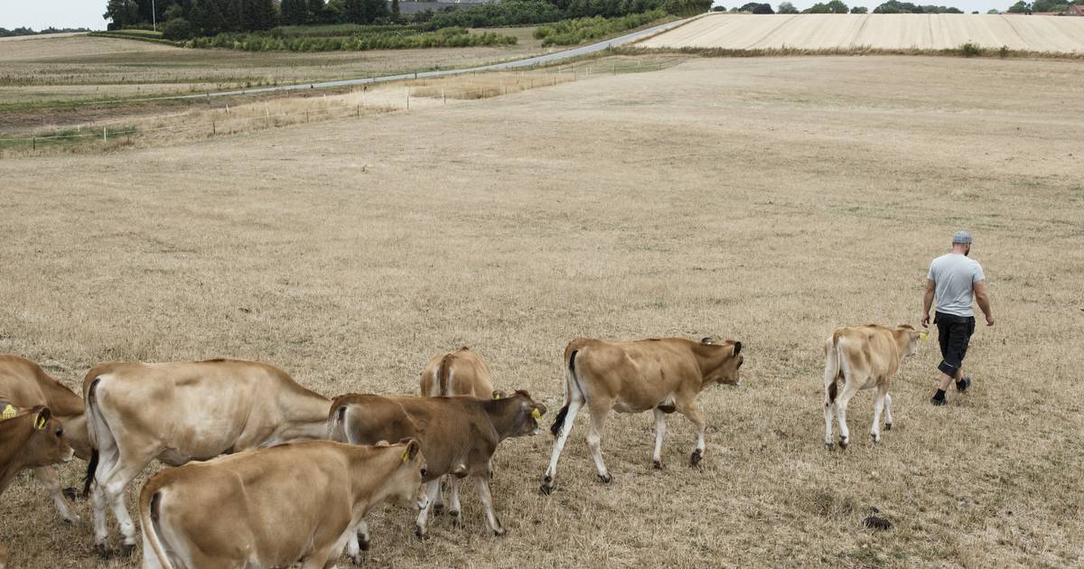 Tørkeramte Landmænd Får Hjælpepakke Fra Regeringen