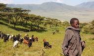 I bakkerne omkring Ngorongo-vulkanen sydvest for Serengerri græsser masaierne deres kvæg. Men der er rift om landbrugsjorden. Foto: Thomas Linder Kamure Thomsen