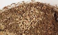 Det kribler og krabler på Danmarks første industrielle insektfarm. Her gnasker larver sig igennem spildprodukter fra fødevareindustrien, vokser sig fede og bliver forarbejdet til værdifuldt, bæredygtigt proteinfoder.
Foto: Enorm Biofactory