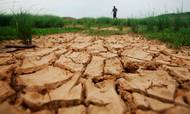 47 pct. af Europa er truet af tørke. Foto: AP