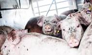 Ud af de 1,4 milliarder kroner står den danske eksport af svinekød ud til at blive hårdest ramt med straftold på 861 millioner kroner. Foto: Janus Engel