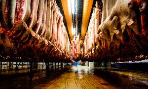 Landmændene er rasende på det tyskejede slagteriselskab, Tican, som årligt slagter fire mio. grise i Danmark. Landmændene truer med retssager og leverandørflugt.
Foto: Janus Engel