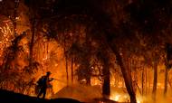 Flere topledere og ikke mindst investorer har fået øjnene op for klimaforandringers ødelæggende effekt på at drive virksomhed. Her er det billeder af de omfattende naturbrande i Californien. Foto: AP/Marcio Jose Sanchez.