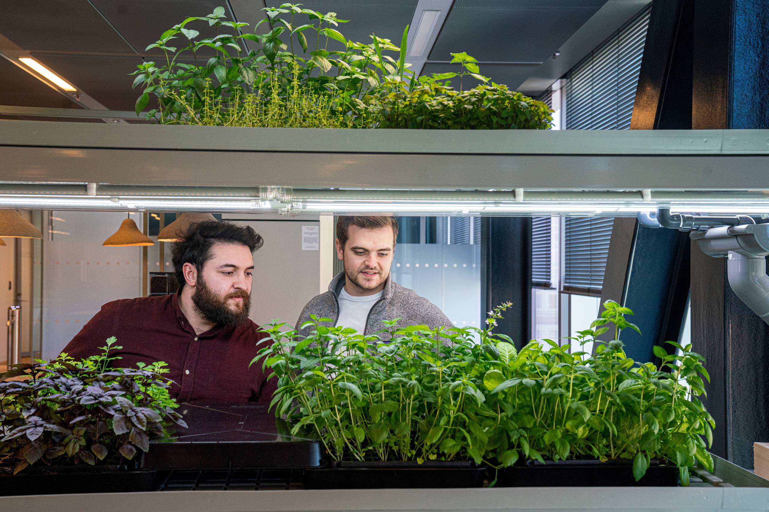 Christopher Weis Thomasen (CEO),og Servet Coskun (CTO)s fra startup'en Seasony, der udvikler teknologi til vertical farming, altså landbrug i mange lag i helt kontrollerede omgivelser. De har en lille forsøg-farm stående på Blox. Foto: Stine Bidstrup  