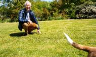 Advokat Claus Høeg Madsen, der fylder 75 år, på græsplænen hjemme i Klampenborg. Halen tilhører hunden Albert. Foto:Stine Bidstrup