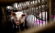Det voldsomme udbrud af svinepest i Kina tvang i 2019 Scandinavian Farms til at tømme sine stalde for grise. Det har resulteret i et kæmpe underskud. Foto: Joachim Adrian/Politiken/Ritzau Scanpix.