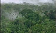 Bankinvests CO2-kreditter skal bl.a. gå til at bevare Amazonas-rengskoven i Brasilien. Arkivfoto:  Ole Lind