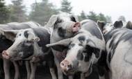 Mangel på kuldioxid til at aflive svin kan potentielt kaste hele den britiske svineindustri ud i en større krise. Foto: Liv Møller Kastrup