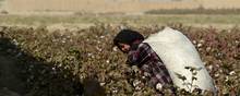 Børnearbejde, som her på en bomuldsmark i Afghanistan, tvang og manglende respekt for arbejdstagerrettigheder er blot noget af det, der kommer i spil, når EU-Kommissionen udarbejder en taksonomi for, hvad der fremover skal regnes for socialt bæredygtige investeringer. Foto: Wakil Kohsar/AFP