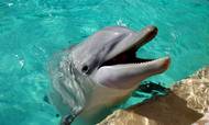 Rejseudbyderen Expedia har opdateret sin dyrevelfærdspolitik, der i fremtiden skal spænde ben for salg af aktiviteter, der involverer eksotiske dyrecaféer eller delfiner og hvaler i fangenskab. Foto: Kirstine Therkelsen