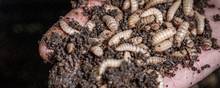 Den nye insektfarm forventes at producere 100 tons larver om dagen, når den står klar i 2023. Disse er fluelarver af arten black soldier fly, der kan bruges som foder til fisk, grise og fjerkræ, men på sigt også til mennesker. Foto: DLG.