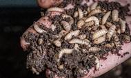 Den nye insektfarm forventes at producere 100 tons larver om dagen, når den står klar i 2023. Disse er fluelarver af arten black soldier fly, der kan bruges som foder til fisk, grise og fjerkræ, men på sigt også til mennesker. Foto: DLG.