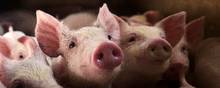 Finans’ beregninger viser, at svineproducenterne i årets første 27 uger har haft et samlet tab på mere end 90 mio. kr. – om ugen. Foto: Line Ørnes Søndergaard