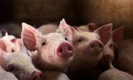 Grisene hober sig op i staldene på en række store danskejede svinefarme i Ukraine. I dele af landet er slagterierne lukket og distributionen brudt sammen.
Foto: Line Ørnes Søndergaard