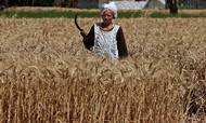 En egyptisk farmer høster hvede på sin farm, men det meste hvede kommer udefra. Egypten er verdens største hvedeimportør, og normalt kommer 90 pct. af hveden fra Rusland og Ukraine. Foto: AP