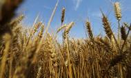 Verdensbanken har tidligere i år advaret om, at rekordhøje hvedepriser vil ramme verdens fattigste. Foto: Tingshu Wang/Reuters