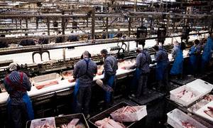 Bestanden af grise på danske gårde er faldet til det laveste niveau i 22 år. Det vil ramme produktionen på slagterierne og eksporten af svinekød.
Foto: Gregers Tycho