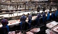 Danske landmænd skruer ned for produktionen af grise. Det kommer til at gå ud over slagterierne og eksporten af både svinekød og levende smågrise.
Foto: Janus Engel