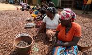 Kakao har i mange år fyldt meget i Elfenbenskystens økonomi. Her bearbejder kvinder kakaobønner i Soubre i Elfenbenskysten. Foto: Luc Gnago/Reuters