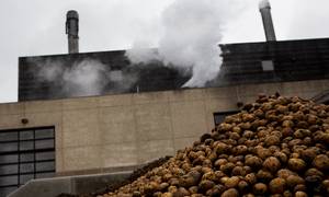 Flere danske kartoffelmelsfabrikker venter stadig, kort før årets kartoffelkampagne starter, på svar på, om de må fyre med olie, hvis der pludselig lukkes for gassen. Foto: Janus Engel