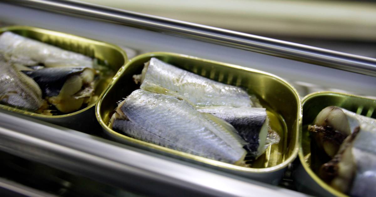 Anchovies and sardines are a climate solution in a can