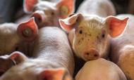 Idavang producerer svin i både Rusland og i Litauen, som har været EU-medlem siden 2004. Den russiske produktion har sikret afsætning i tid, da landets embargo ellers har ramt producenter fra mange andre lande. Foto: Jens Büttner/picture-alliance/dpa/AP