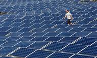 Solceller kan allerede nu konkurrere med andre energikilder, og solcellerne bliver stadig billigere. Analysen fra Carnegie Worldwide spår, at den nye teknologi helt vil udkonkurrere olie og gas. Foto: Jacob Ehrbahn