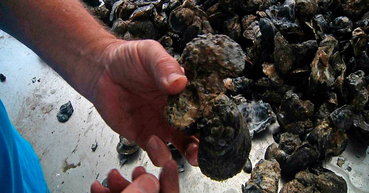 Oyster herpes' killer virus threatens 4 billion industry