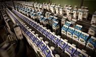 Arlas betaling for landmændenes leverancer af mælk er hævet 72 pct. på halvandet år. Afregningen er dermed rekordhøj.
Foto: Joachim Adrian