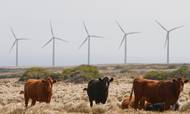 Det ligner til for veksling billeder fra et sted i Midtjylland. Men det er faktisk Pakini Nui Wind Farm på Hawaii. Nu skruer den amerikanske delstat yderligere op for klimaambitionerne og overgår blandt andet Danmark i målet om at være helt fossil-fri i 2045.